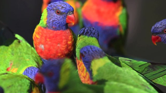 A flock of wild rainbow lorikeets, trichoglossus moluccanus, at a feeding table on the Gold Coast, Queensland, Australia.