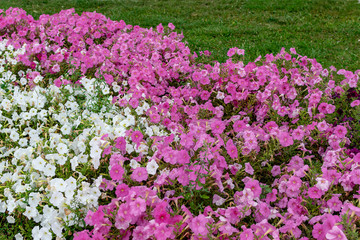 Bright multi-colored flowers on a background of green grass on a summer day