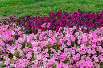 Bright multi-colored flowers on a background of green grass on a summer day