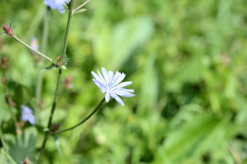 Blue chicory flower on a green meadow in summer day close-up