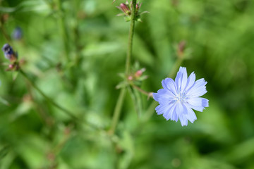 Blue chicory flower on a green meadow in summer day close-up
