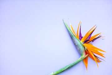 Fototapeta na wymiar Background of tropical flowers strelitzia . Place for text. Flat lay. Summer concept.