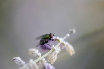 Green Fly on Purple Flower stock photo