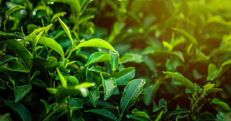 Close-up of fresh green tea leaves in a tea plantation during sunrise. Organic tea farming, healthy...