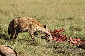 Naklejka na ściany i meble Spotted hyena feeding on a fresh carcass, Masai Mara National Park, Kenya.
