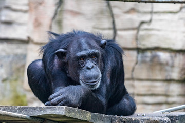 müder Schimpanse