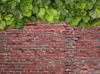 Old Texture brick wall, background, detailed pattern covered in ivy
