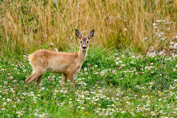 White-tailed deer fawn looking just as surprised as the adults do.
