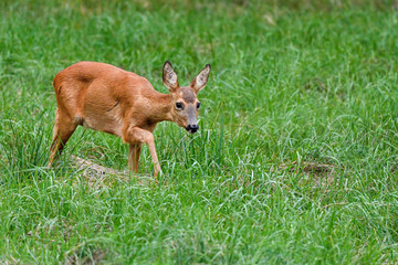 Roe Deer is moving silently in the late evening.