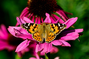 Painted lady butterfly, one of the autumn ambassadors.