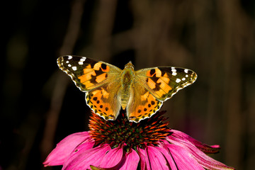 Painted lady butterfly, one of the autumn ambassadors.