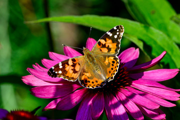 Fototapeta na wymiar Painted lady butterfly, one of the autumn ambassadors.