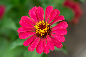 Close up Macro Colorful Flower