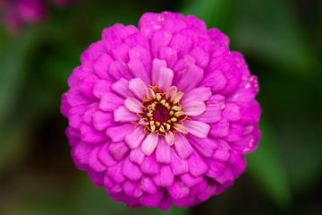 Fototapeta premium Close up Macro Colorful Flower