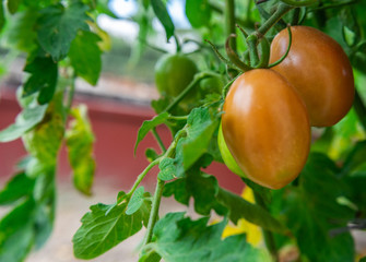 Organic Tomatoes with Bunches on Branch