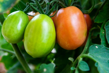 Organic Tomatoes with Bunches on Branch