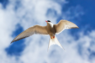 Arctic tern flying against the sky