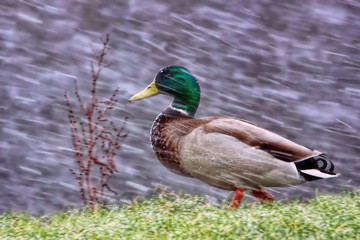Mallard in a blizzard
