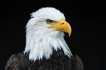 Bald Eagle Head