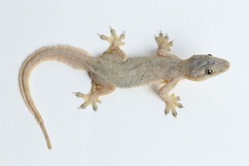Asian House lizard (hemidactylus) or common gecko isolated on white background