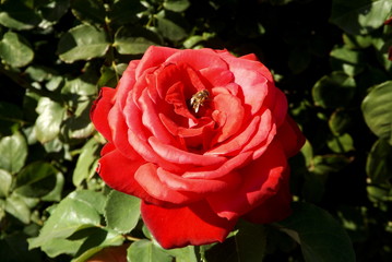 red rose with water drops