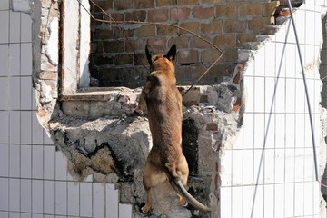 Search and rescue dog