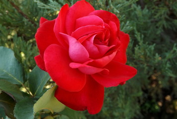 red rose in the garden