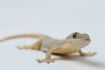 Asian House lizard (hemidactylus) or common gecko isolated on white background © dwi