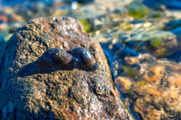 Two Great Pond Snails (Lymnaea Stagnalis) on the Wet Stone on a Summer Afternoon.