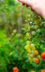 Organic Grapes with Bunches in Garden on Hand