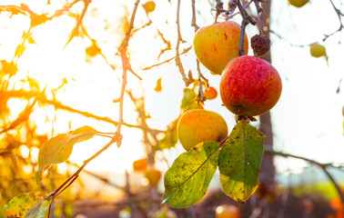 apples on a branch with leaves.
