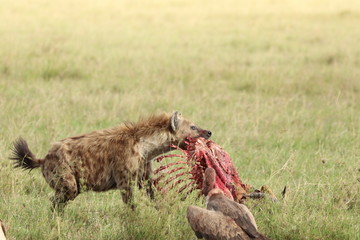 Spotted hyena feeding on a fresh carcass, Masai Mara National Park, Kenya.