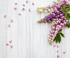 Obraz na płótnie Canvas Pink lupine flowers