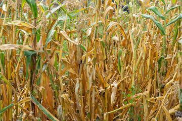 Natural Organic Corn Tassels in Nature
