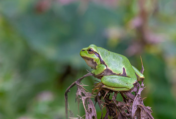 europeing tree frog