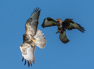 frolicking buzzards