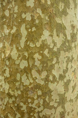 Green bark on a tree in the park