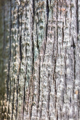 Bark on a palm tree as an abstract background