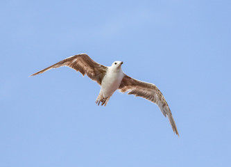 Seagull flying in the blue sky
