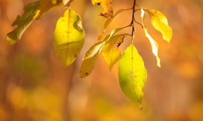 The leaves on the branches of birch