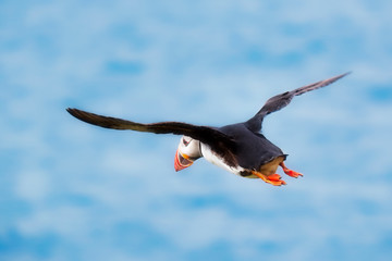 Puffin on the wing