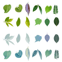 Set of tropical leaf with vintsge blue tone set on white background.