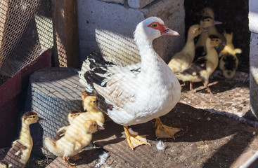 Duck with ducklings on a farm