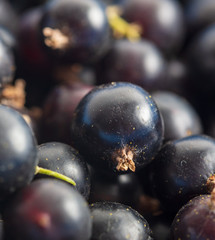 Ripe blackcurrant berries as a background