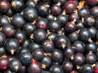 Ripe blackcurrant berries as a background