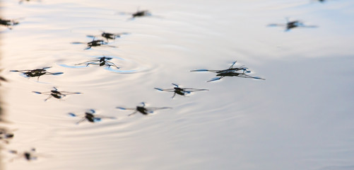 Spiders on the surface of water in nature