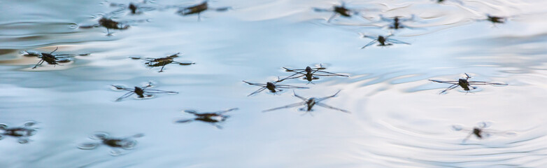 Spiders on the surface of water in nature