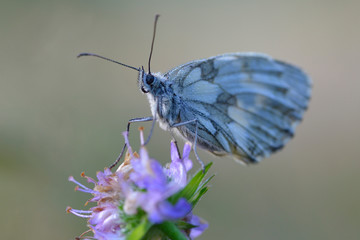 Schachbrettfalter am Ruheplatz
