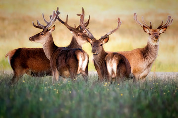 Red deer stags in evening light