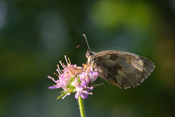 Schachbrettfalter am Ruheplatz